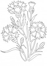 Цветы васильки - раскраска					№6661