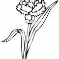 Гвоздика на стебле - раскраска №11915