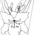 Цветок гладиолуса - раскраска №8055