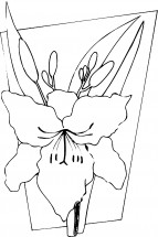 Цветок гладиолуса - раскраска					№8055