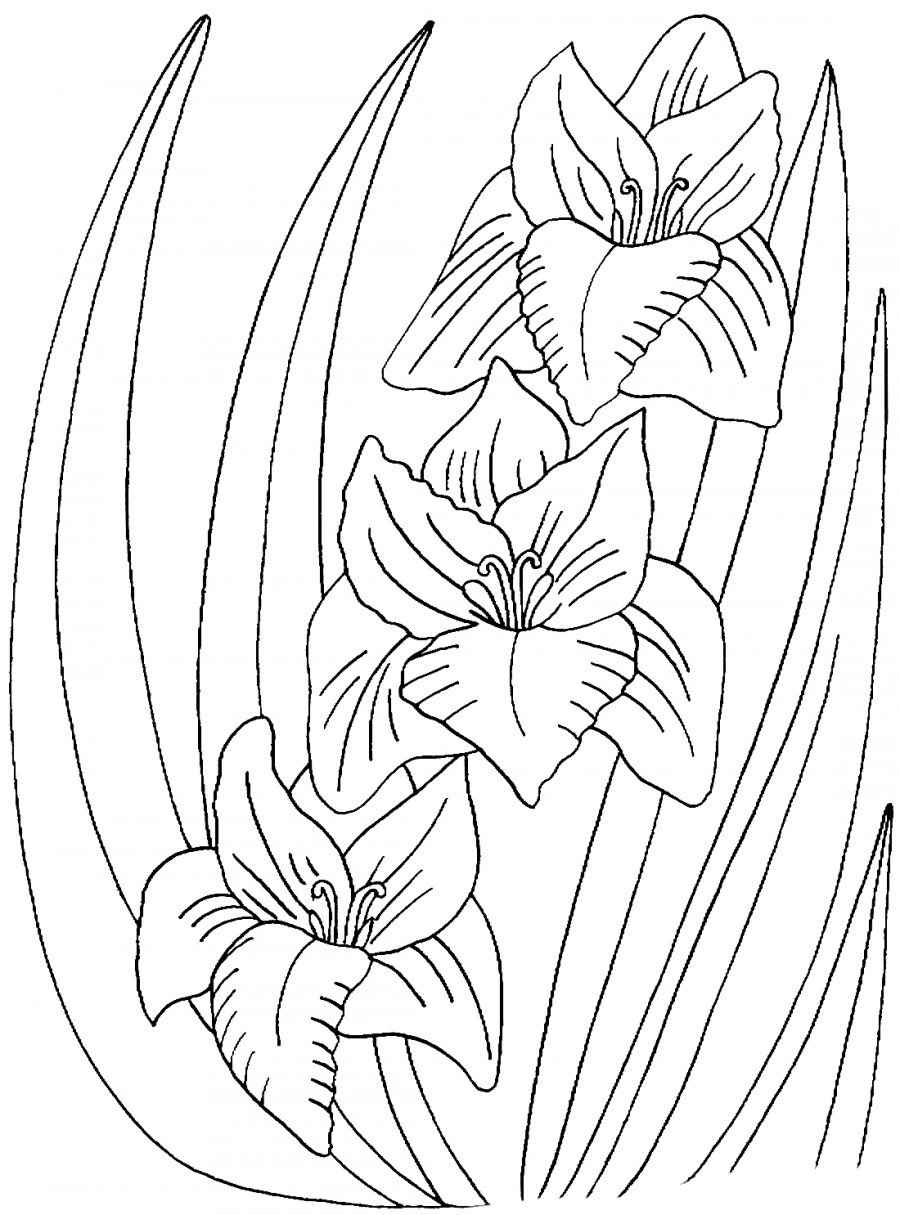 Цветы гладиолуса - раскраска №11687