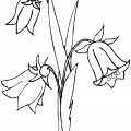 Три цветка колокольчика - раскраска №14106