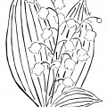 Ландыш с широкими листьями - раскраска №8690