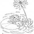 Водные лилии - раскраска №4096