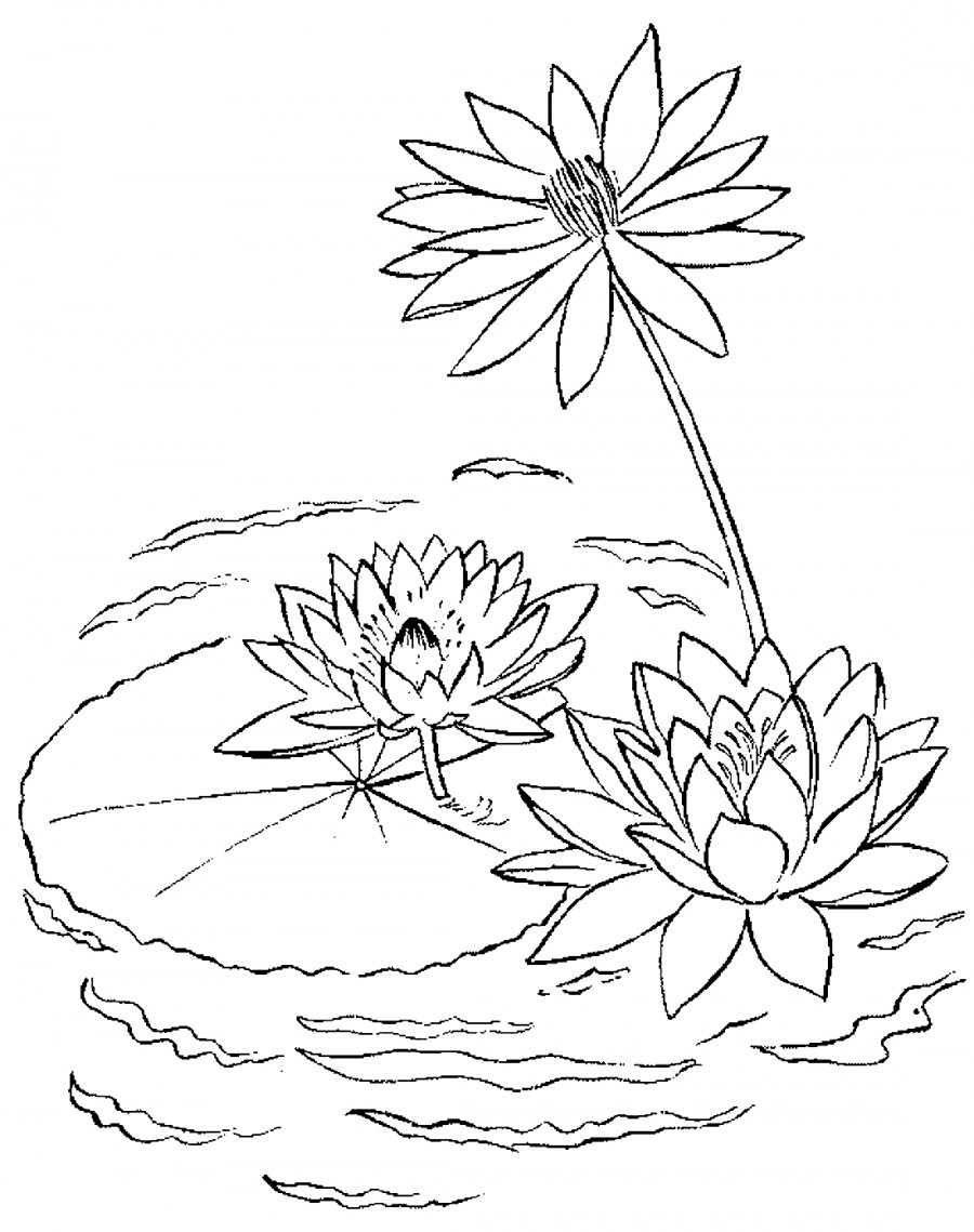 Водные лилии - раскраска №4096