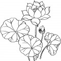 Красивая лилия - раскраска №12778