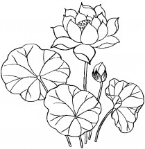 Красивая лилия - раскраска					№12778