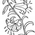 Лилии на стебле - раскраска №6600