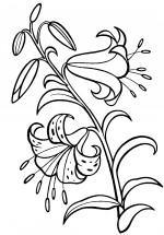 Лилии на стебле - раскраска					№6600