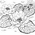 Три водяные лилии - раскраска №8527