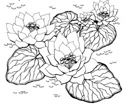 Три водяные лилии - раскраска					№8527