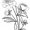 Цветы пионов - раскраска №4176