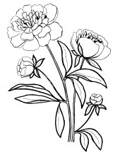 Цветы пионов - раскраска					№4176