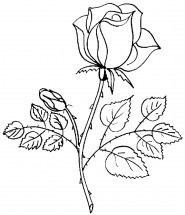Красивая роза - раскраска					№12246