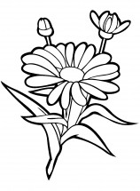 Крупный цветок ромашки - раскраска					№4006