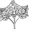 Сиреневая гроздь - раскраска №4102