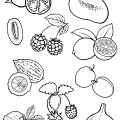 Набор ягод фруктов и овощей - раскраска №9692