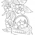 Ягоды и яблоки - раскраска №13542