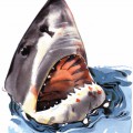 Морда акулы - картинка №11480