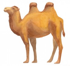 Двухгорбый верблюд - картинка					№10528
