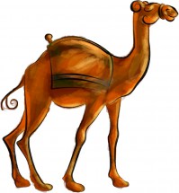 Стройный верблюд - картинка					№12531
