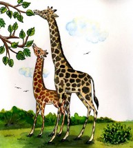 Два жирафа едят - картинка					№6592