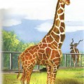 Жираф в зоопарке - картинка №6606