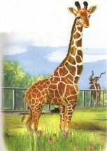 Жираф в зоопарке - картинка					№6606