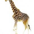 Настоящий жираф - картинка №6666
