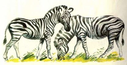 Две зебры - картинка					№8562