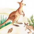 Два кенгуру - картинка №5643