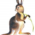 Зайцеподобный кенгуру - картинка №13400