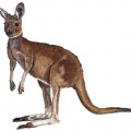 Картинка кенгуру - картинка №12706