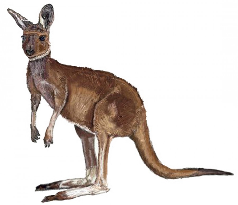 Картинка кенгуру - картинка №12706