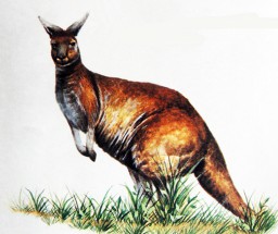 Настоящий кенгуру - картинка					№9975