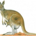 Обыкновенные кенгуру - картинка №12764