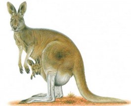 Обыкновенные кенгуру - картинка					№12764