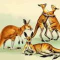 Разные кенгуру - картинка №10790