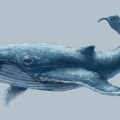 Большой кит - картинка №5657