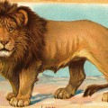 Рисованный лев - картинка №11416