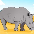 Носорог в природе - картинка №13150
