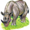 Носорог настоящий - картинка №11817