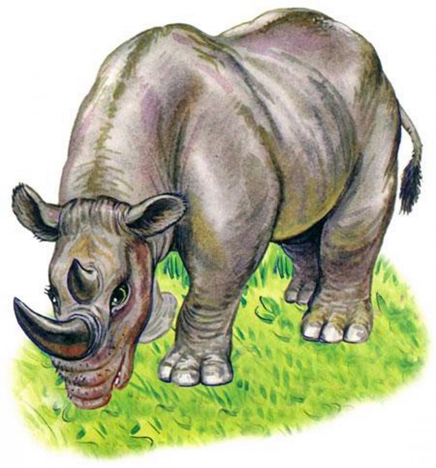 Носорог настоящий - картинка №11817