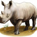 Носорог с рогом - картинка №14066