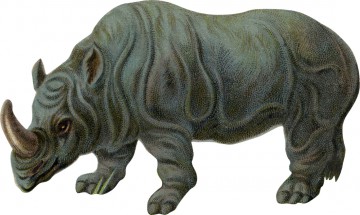 Носорог среднего возраста - картинка					№13123