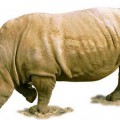 Реалистичный носорог - картинка №9992