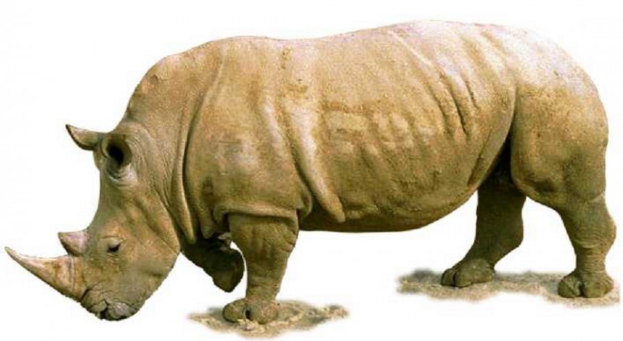 Реалистичный носорог - картинка №9992