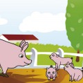 Свинки на ферме - картинка №5920