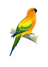 Красивый попугайчик - картинка					№5943