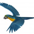 Летящий попугай - картинка №11342